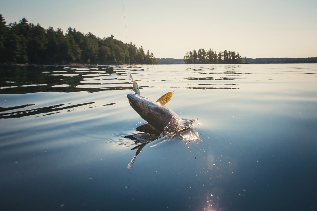 Harvesting Algonquins of Greater Golden Lake First Nation